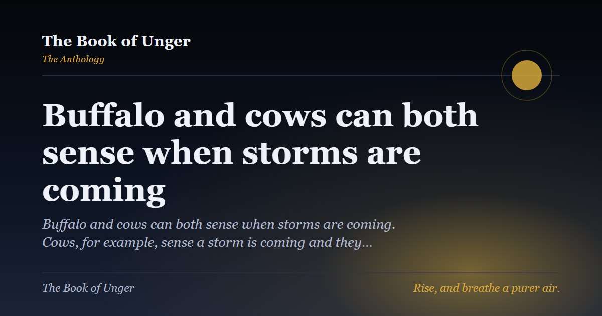Buffalo and cows can both sense when storms are coming